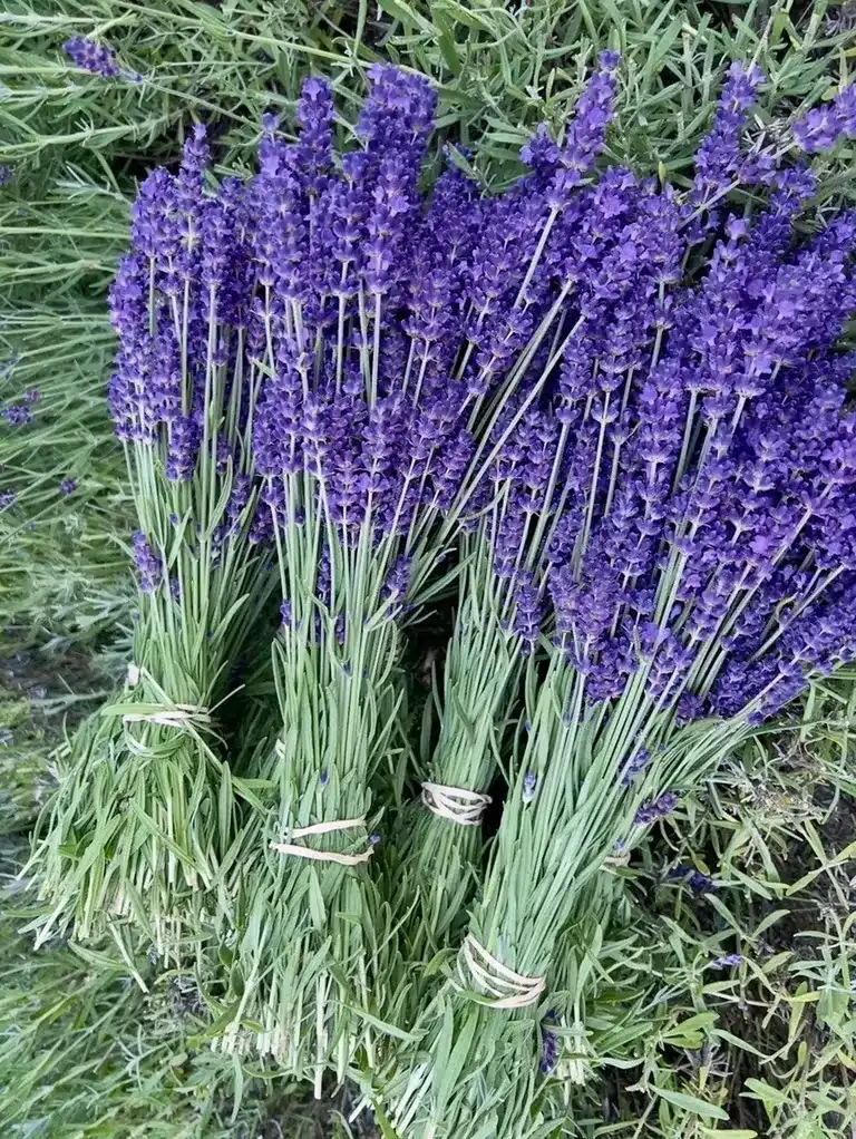 Fresh-cut lavender bundles lying on the plants at Steelhead Lavender Farm