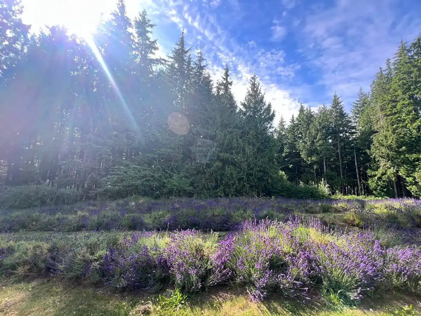 Evening sun breaking through the fir trees over the lavender rows at Steelhead Lavender Farm, Mission BC