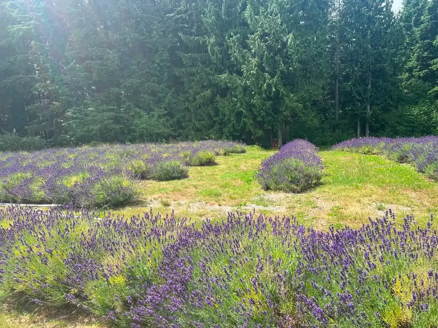 Rows of blooming lavender at the edge of the fir forest at Steelhead Lavender Farm in Mission, BC