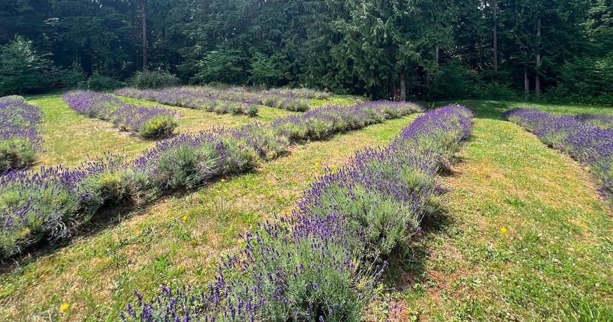 Rows of blooming lavender at Steelhead Lavender Farm in Mission, BC